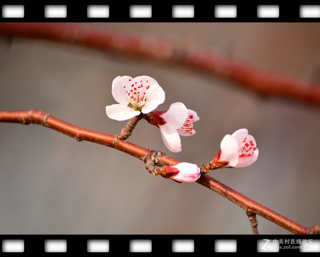 春暖花开~桃花篇