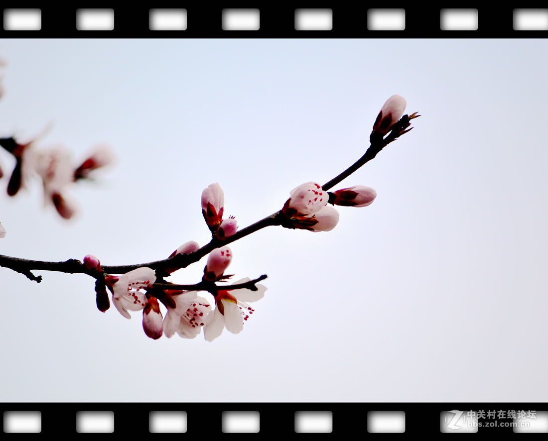 春暖花开~桃花篇