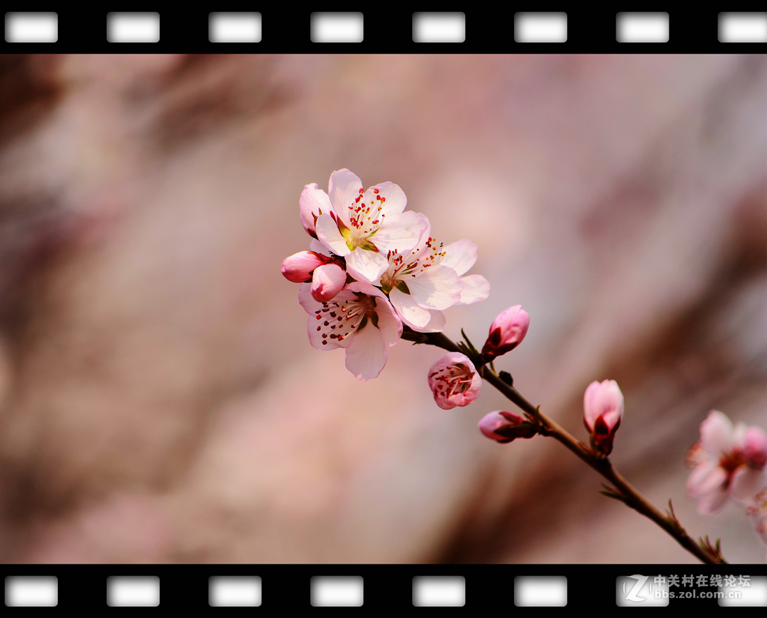 春暖花开~桃花篇