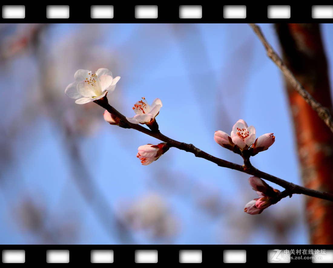 春暖花开~桃花篇