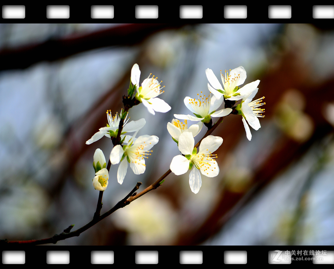 春暖花开~桃花篇