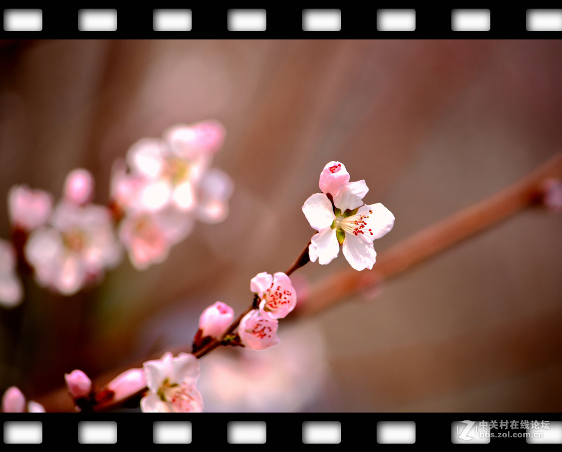 春暖花开~桃花篇