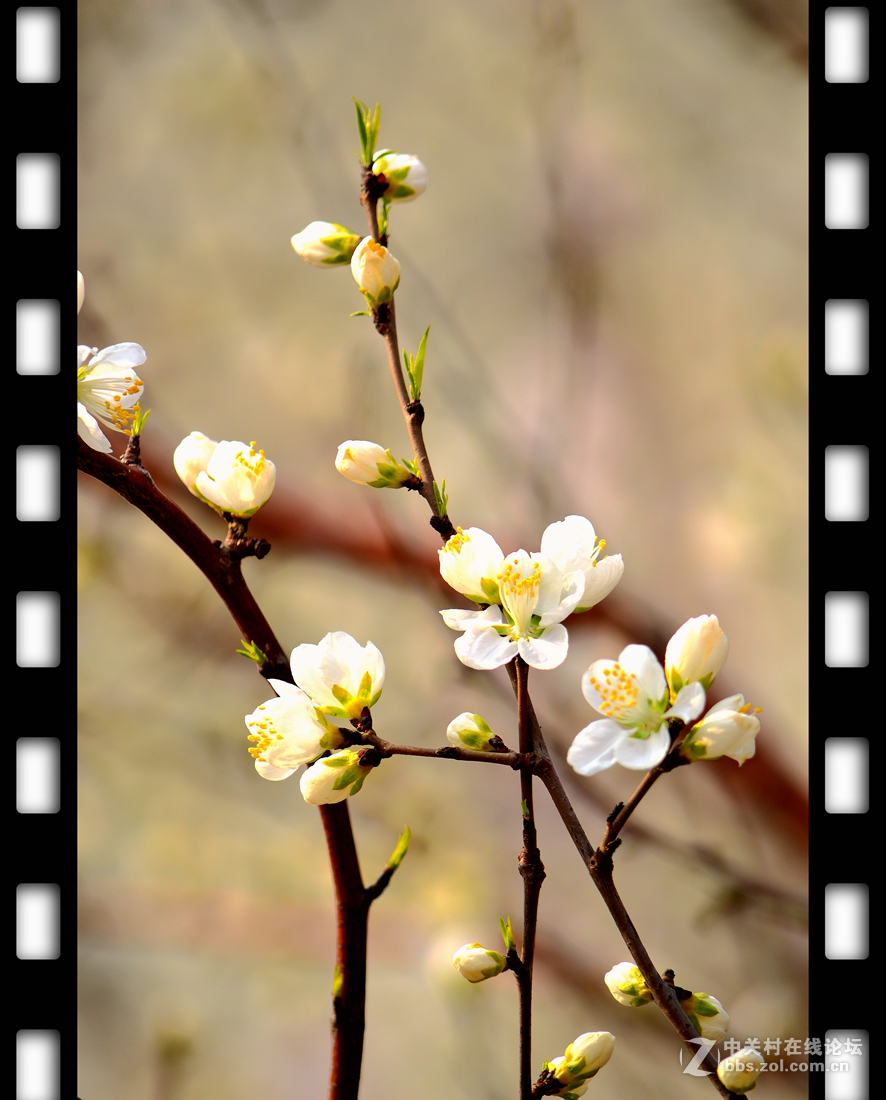春暖花开~桃花篇