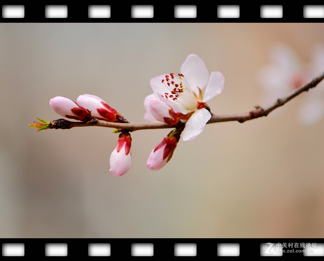 春暖花开~桃花篇