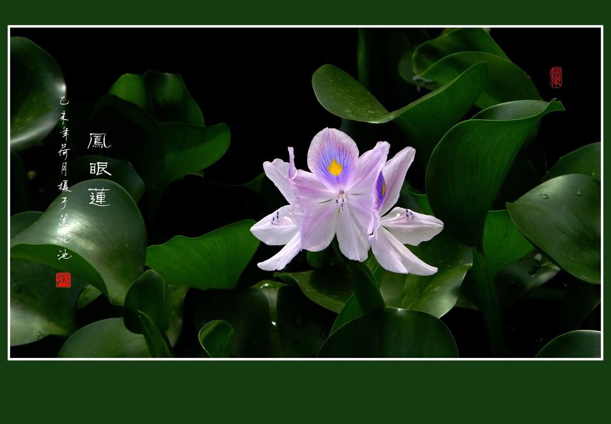 再拍凤眼莲