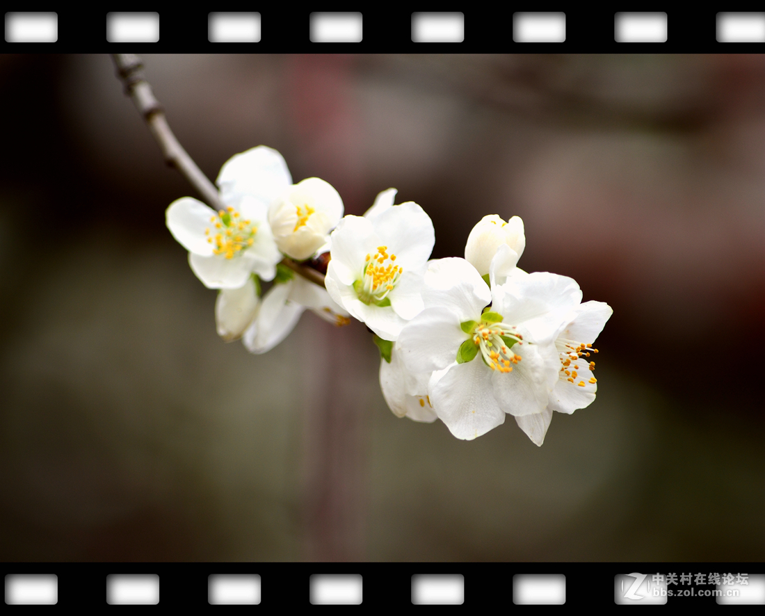 春暖花开~桃花篇