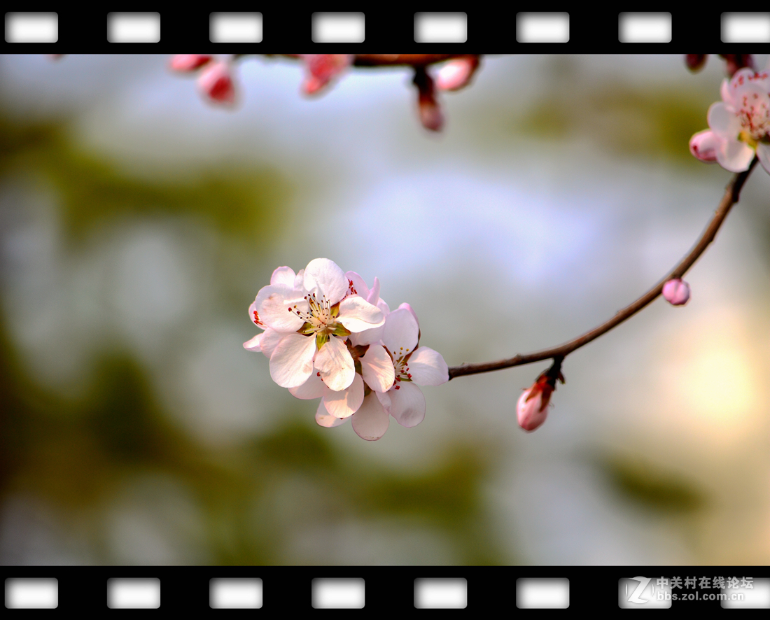 春暖花开~桃花篇