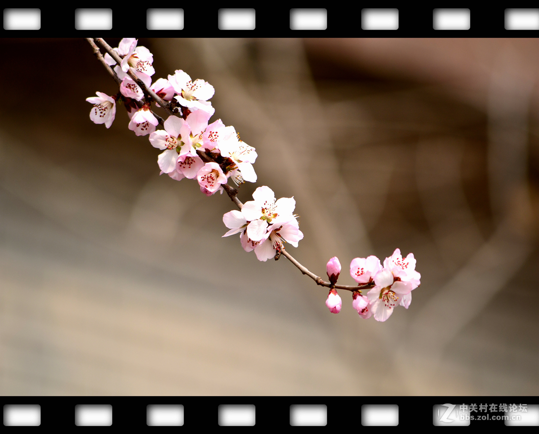 春暖花开~桃花篇