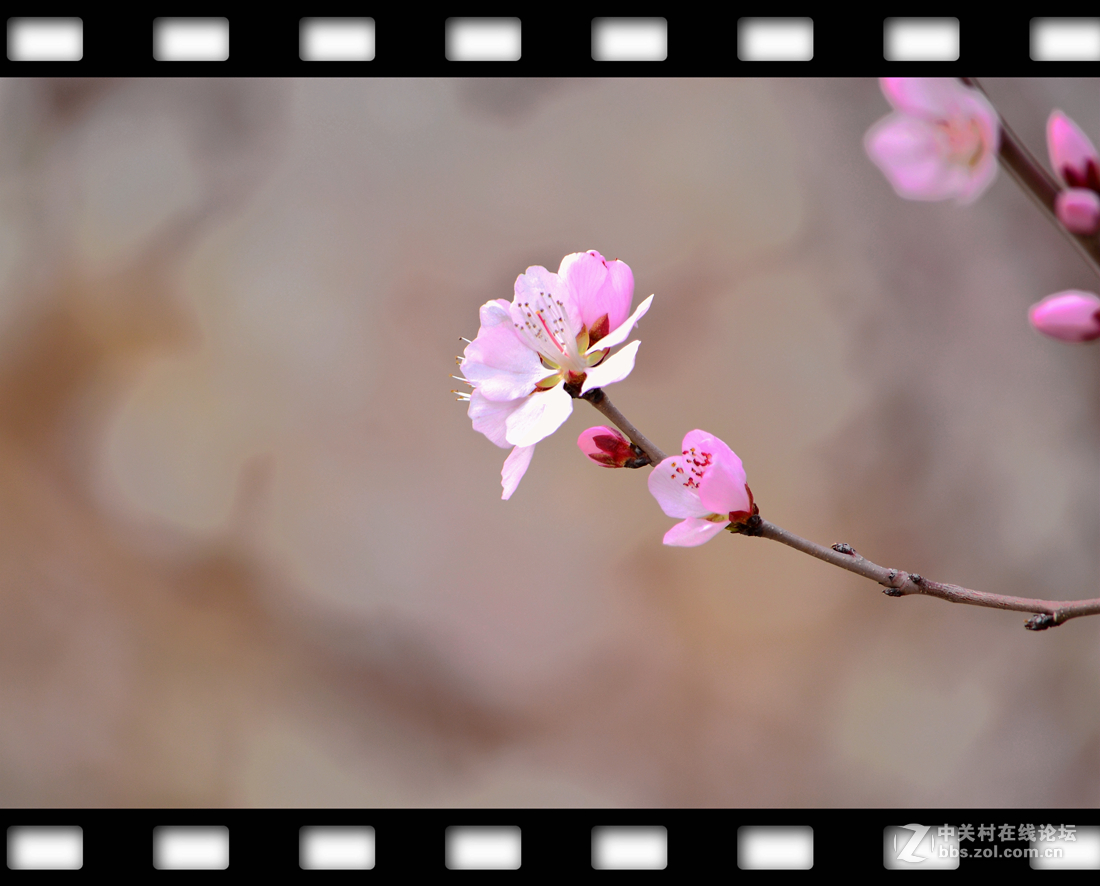 春暖花开~桃花篇