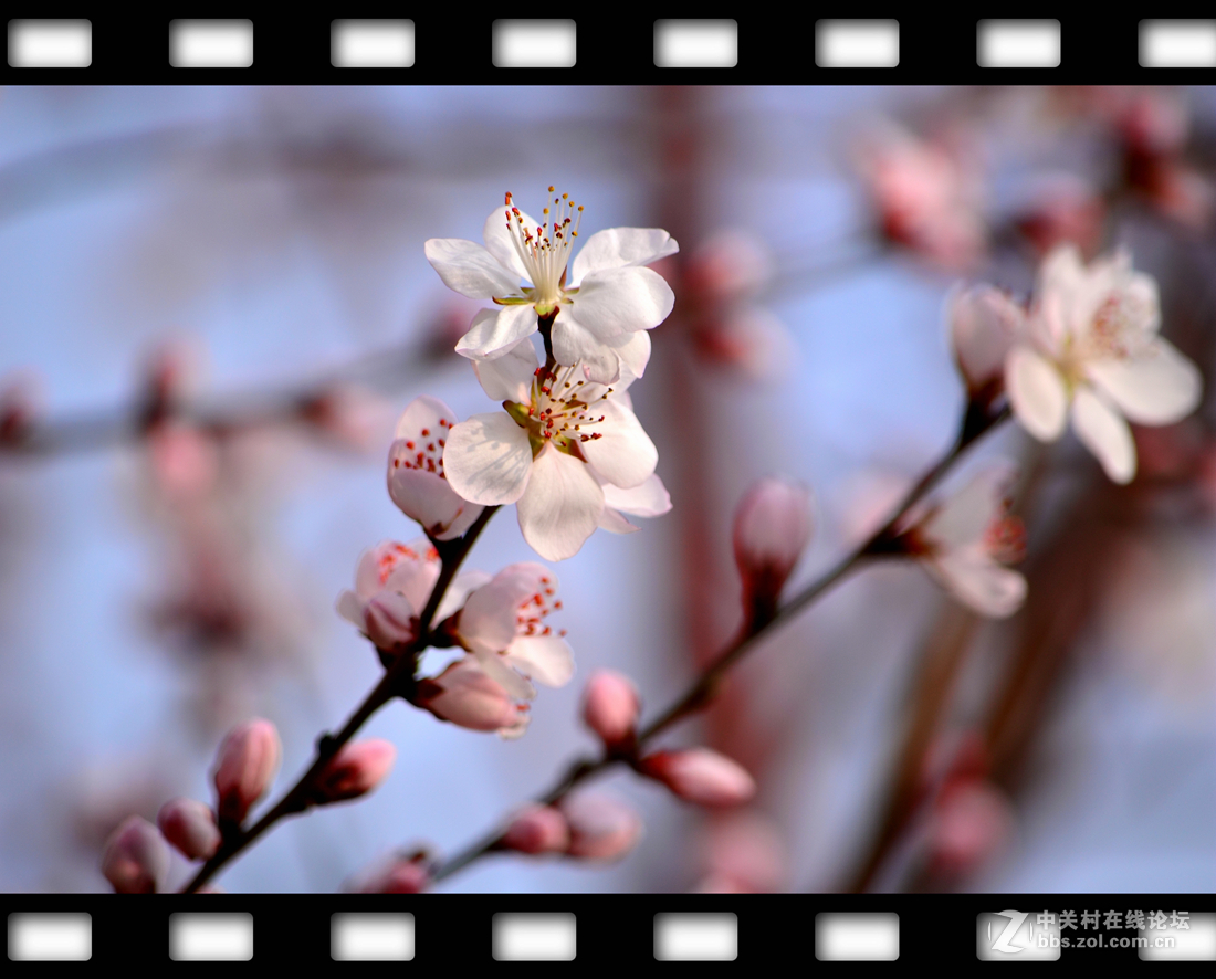 春暖花开~桃花篇