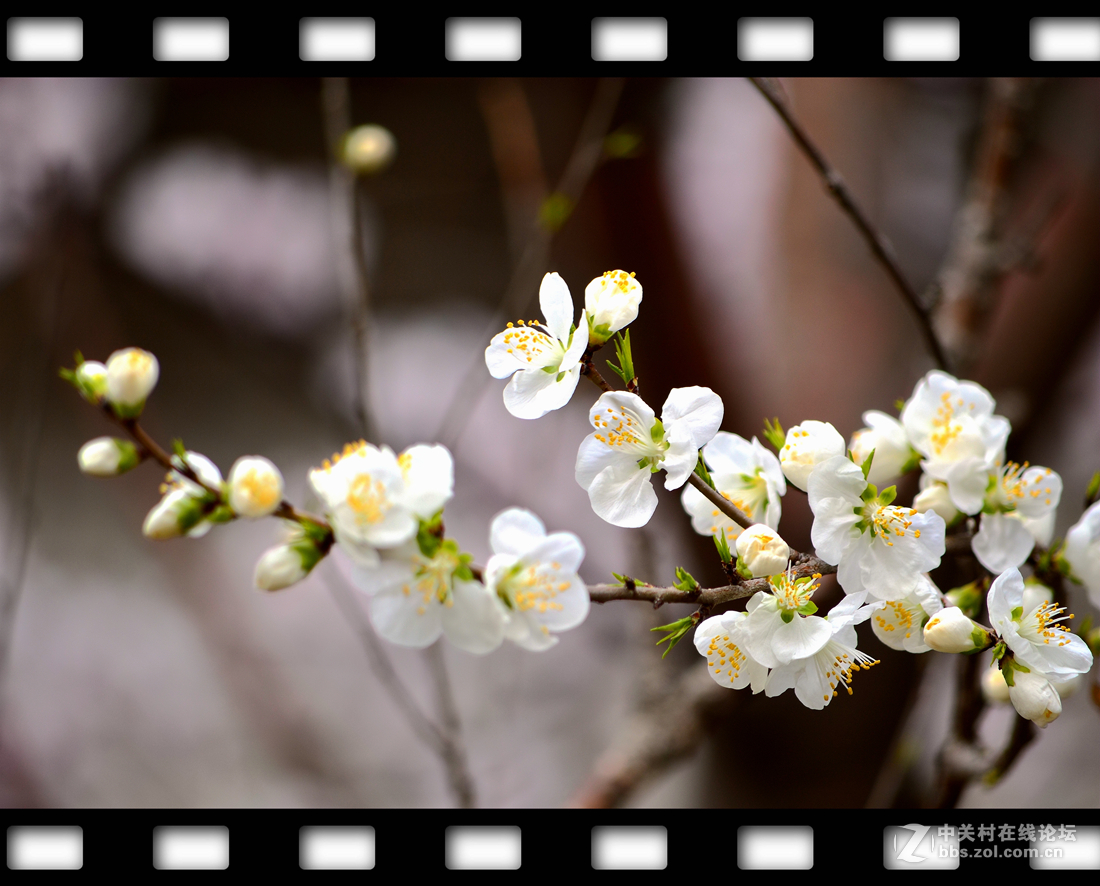 春暖花开~桃花篇