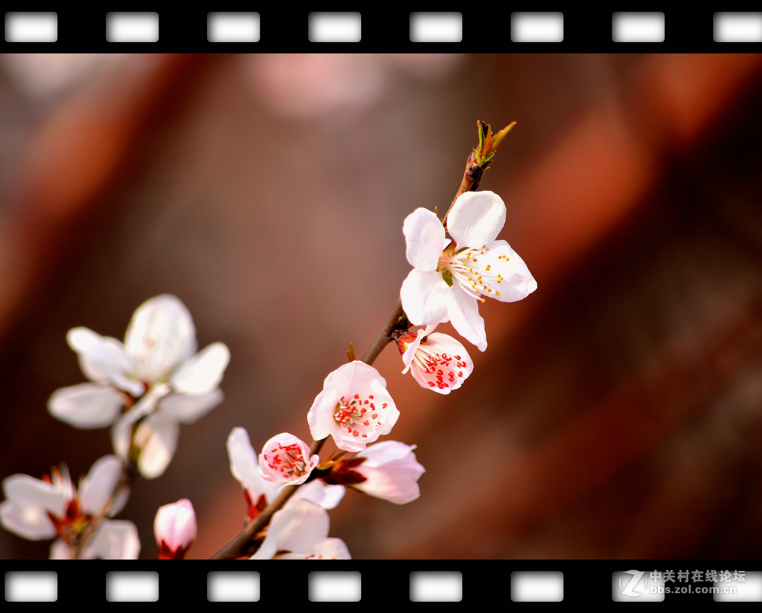 春暖花开~桃花篇