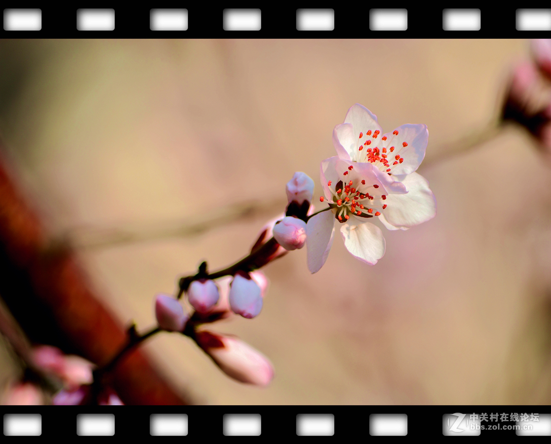 春暖花开~桃花篇