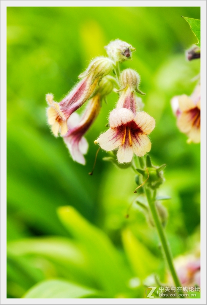 鸢尾花，10天前拍的今天才有空整理