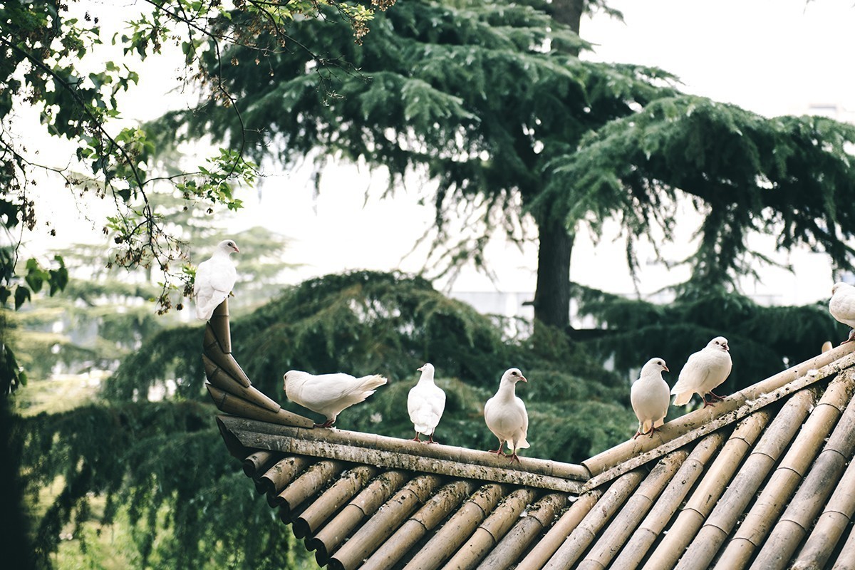 放松身心，公园游玩，另接拍儿童和婚礼跟拍