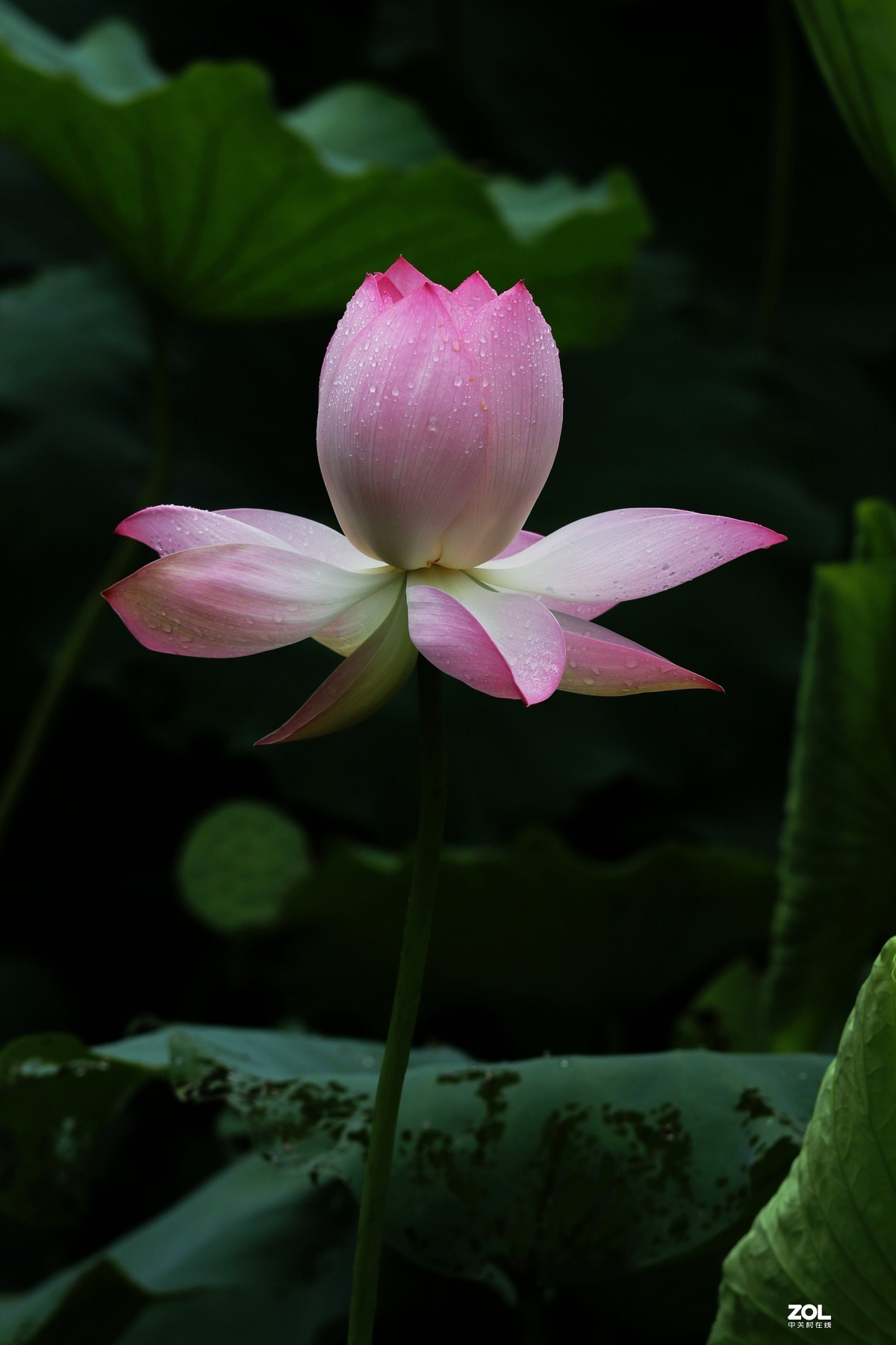 雨後荷花