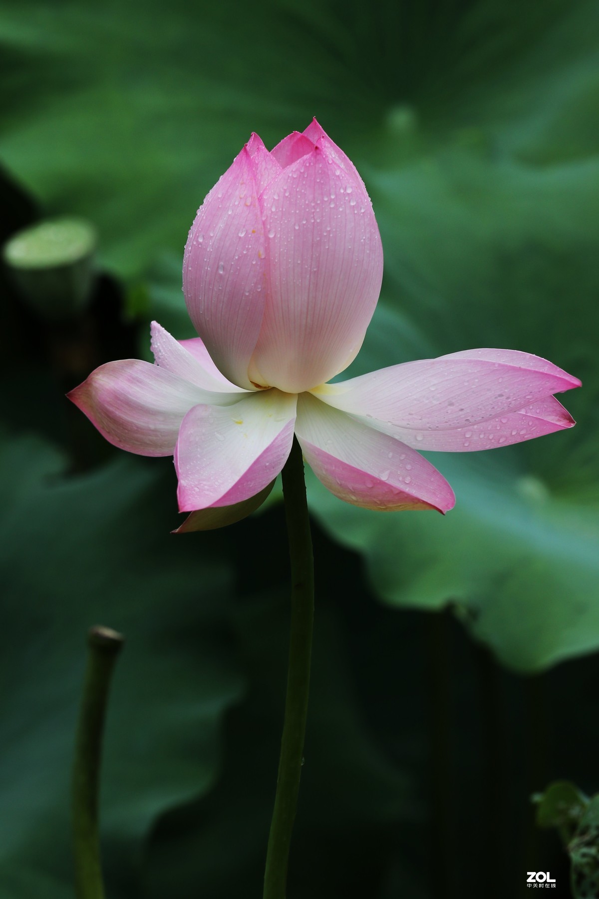 雨後荷花