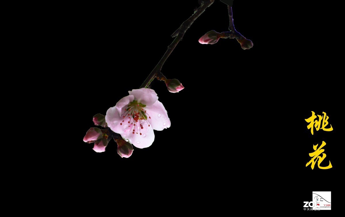 《桃花之美》	看桃花使人心旷神怡，拍桃花是美的享受。	作品得分：	0 作品概