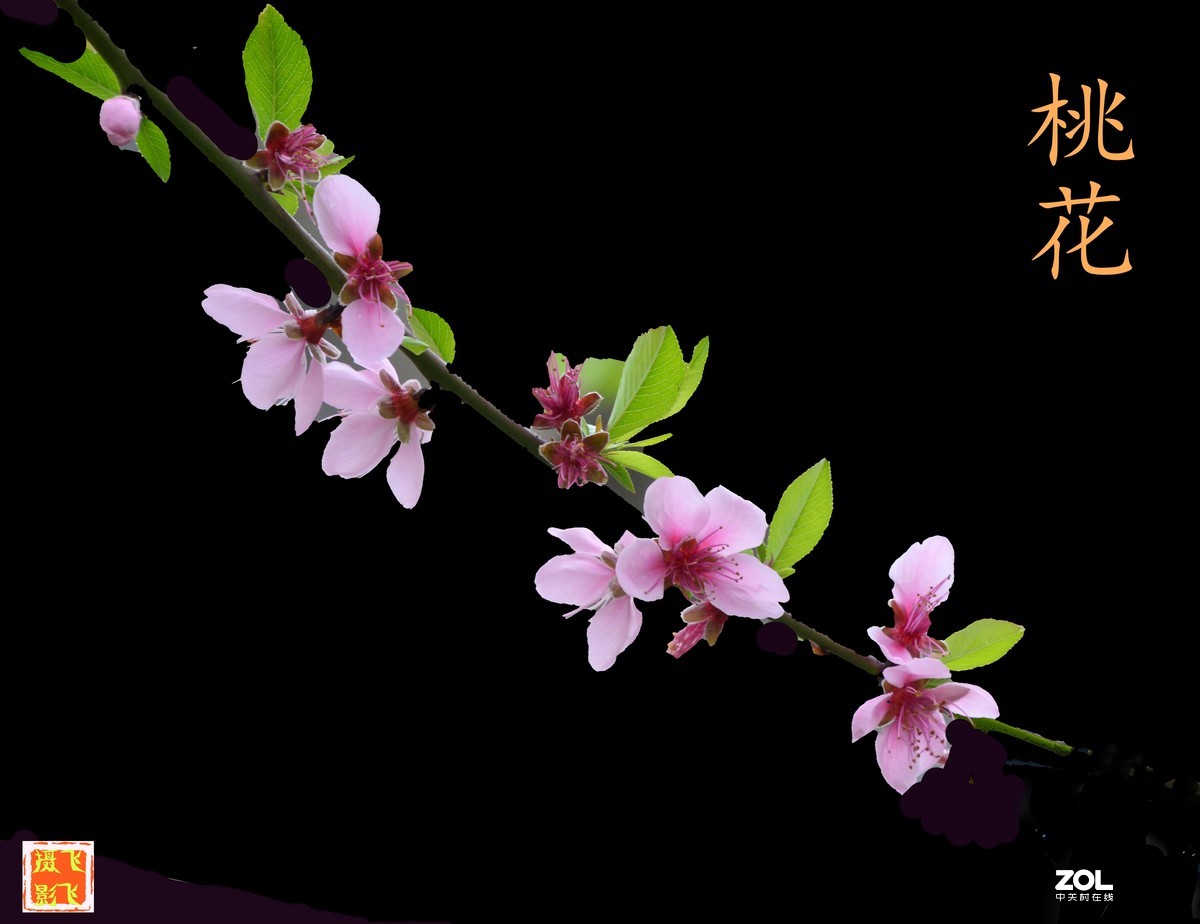 《桃花之美》	看桃花使人心旷神怡，拍桃花是美的享受。	作品得分：	0 作品概