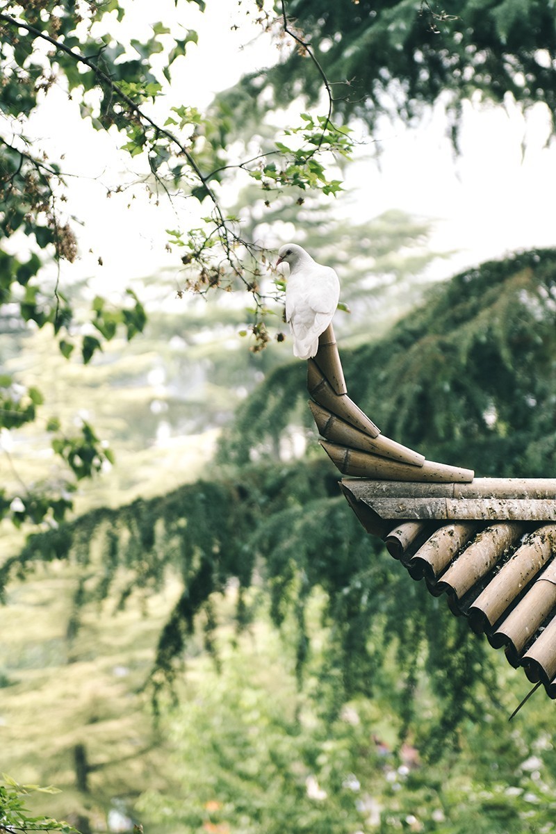 放松身心，公园游玩，另接拍儿童和婚礼跟拍