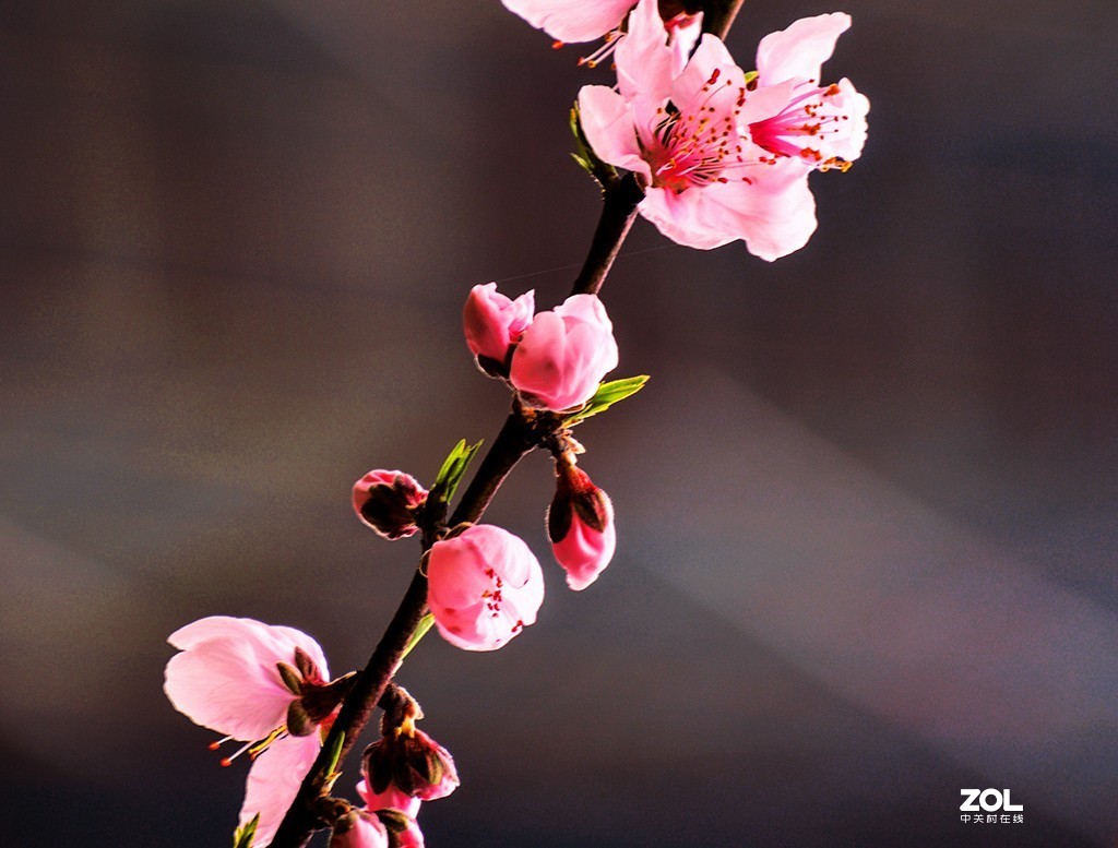 《桃花之美》	看桃花使人心旷神怡，拍桃花是美的享受。	作品得分：	0 作品概