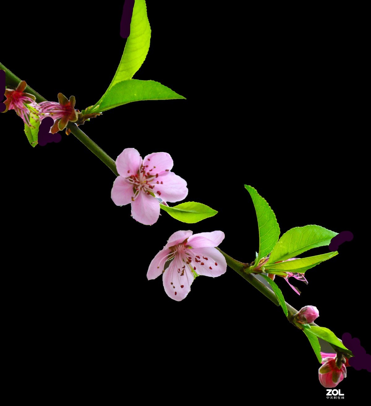 《桃花之美》	看桃花使人心旷神怡，拍桃花是美的享受。	作品得分：	0 作品概