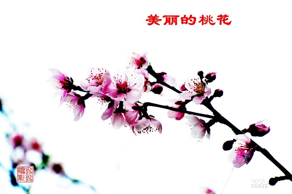 《桃花之美》	看桃花使人心旷神怡，拍桃花是美的享受。	作品得分：	0 作品概