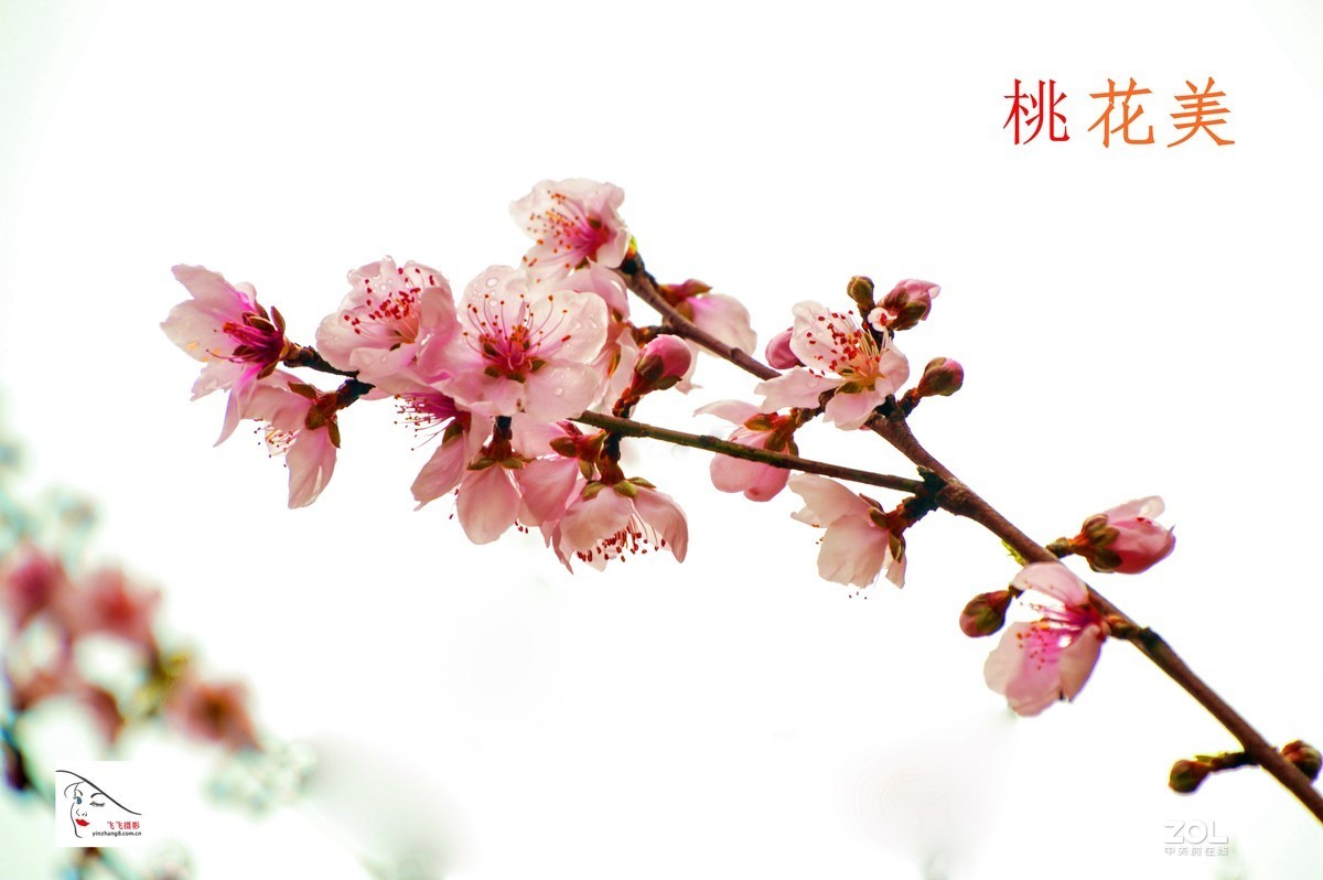 《桃花之美》	看桃花使人心旷神怡，拍桃花是美的享受。	作品得分：	0 作品概