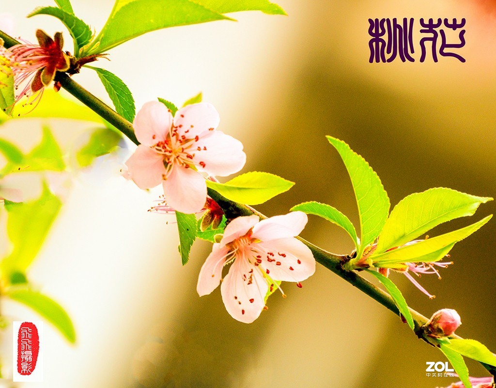 《桃花之美》	看桃花使人心旷神怡，拍桃花是美的享受。	作品得分：	0 作品概