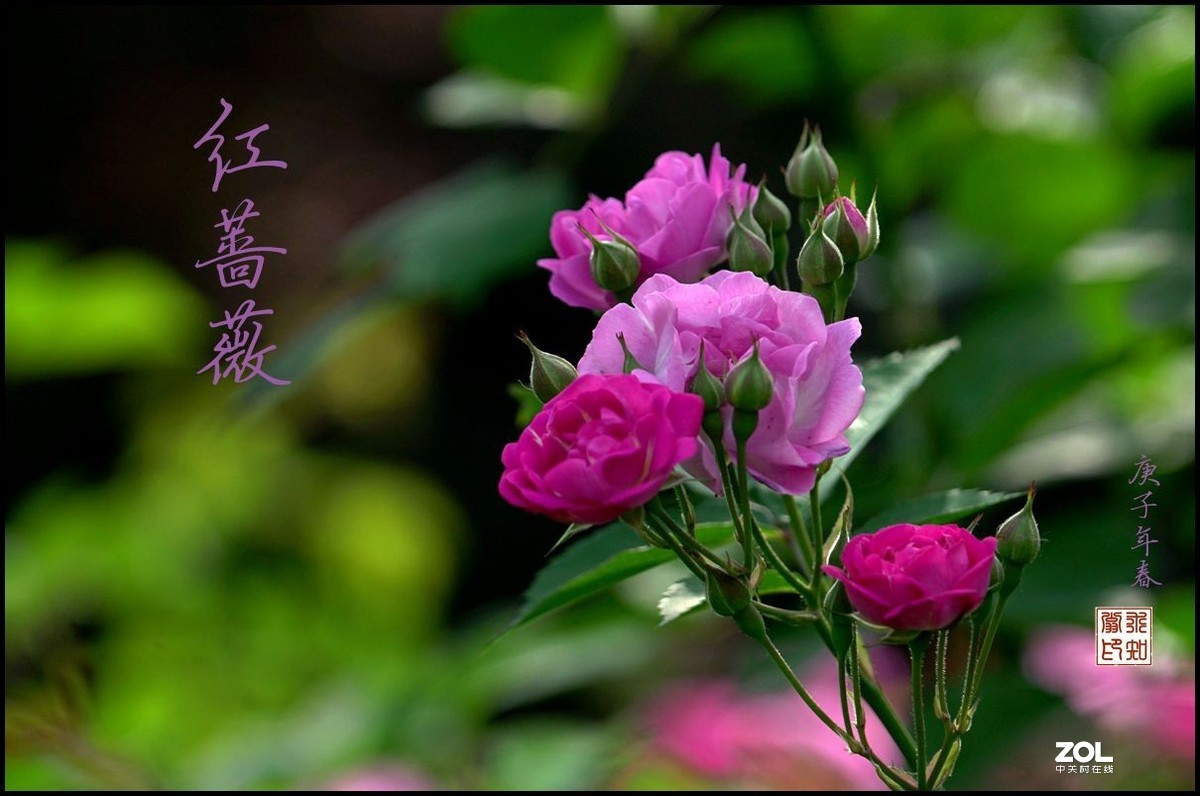 愛情之花薔薇