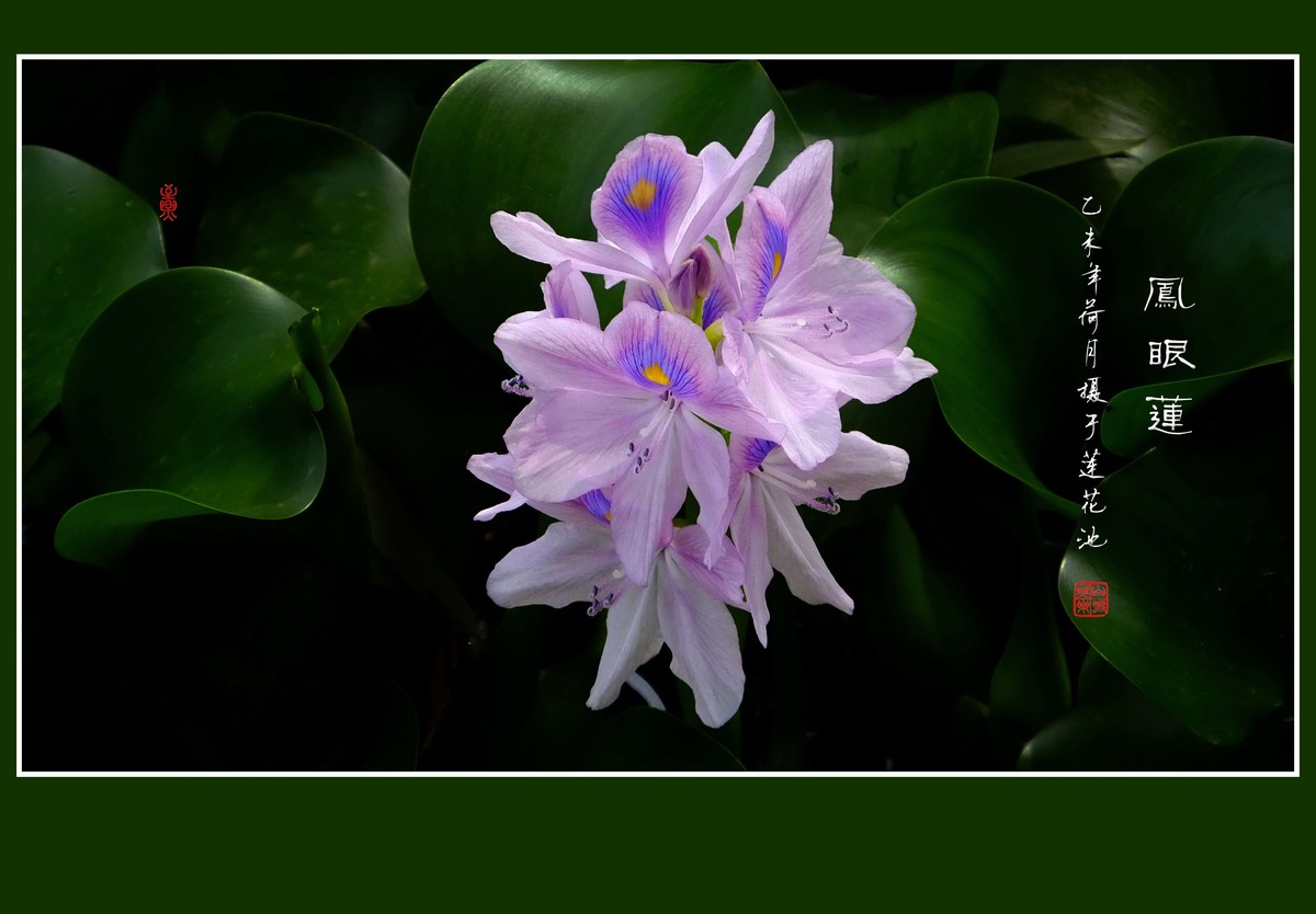 再拍凤眼莲