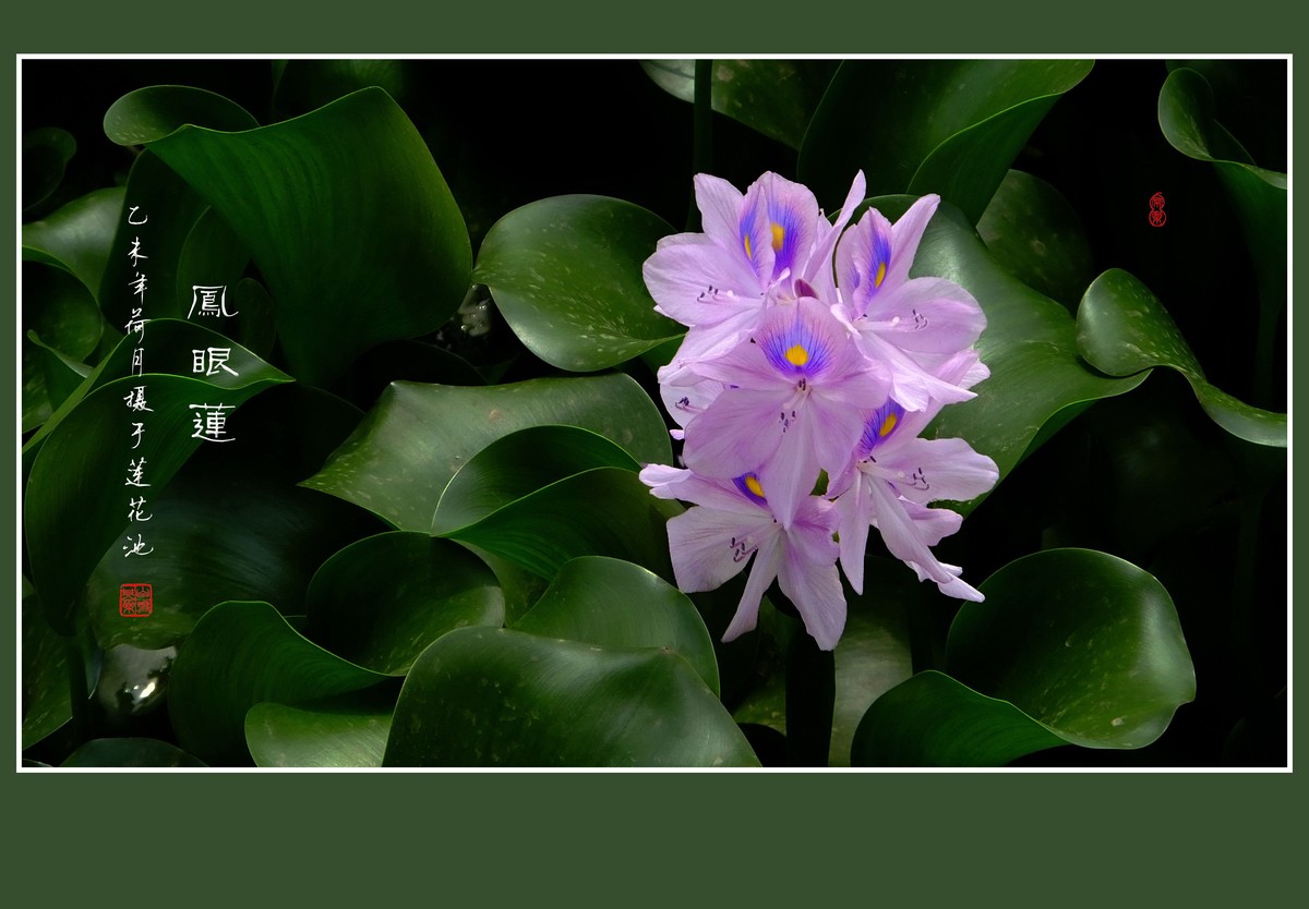 再拍凤眼莲