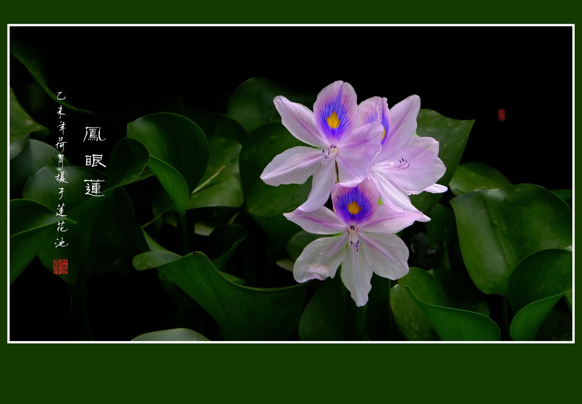 再拍凤眼莲