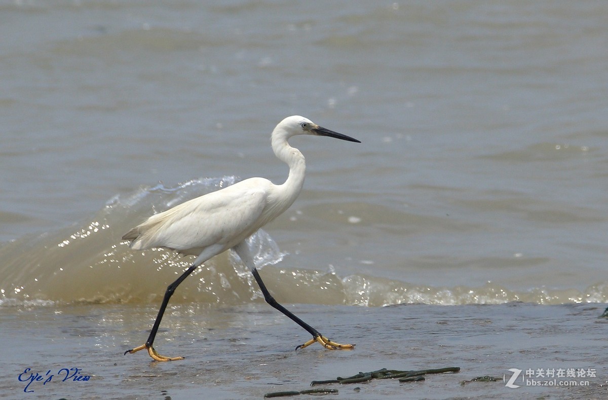海中的白鹭