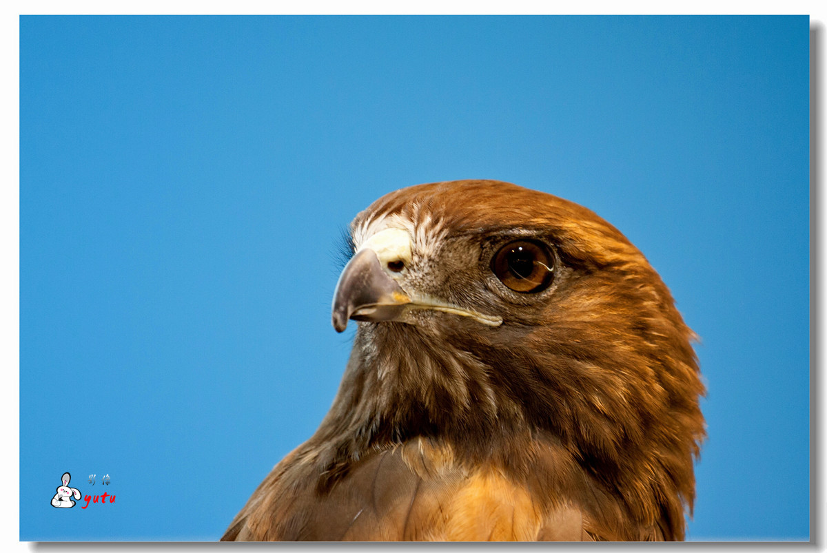 鹰特写