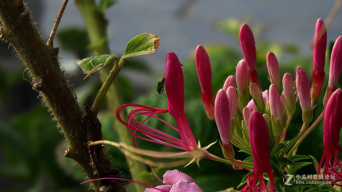 美得能让蝴蝶醉——醉蝶花
