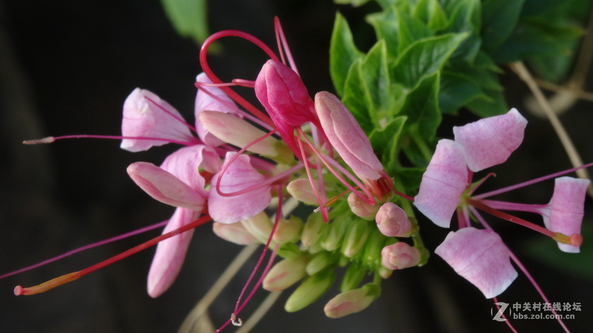 美得能让蝴蝶醉——醉蝶花