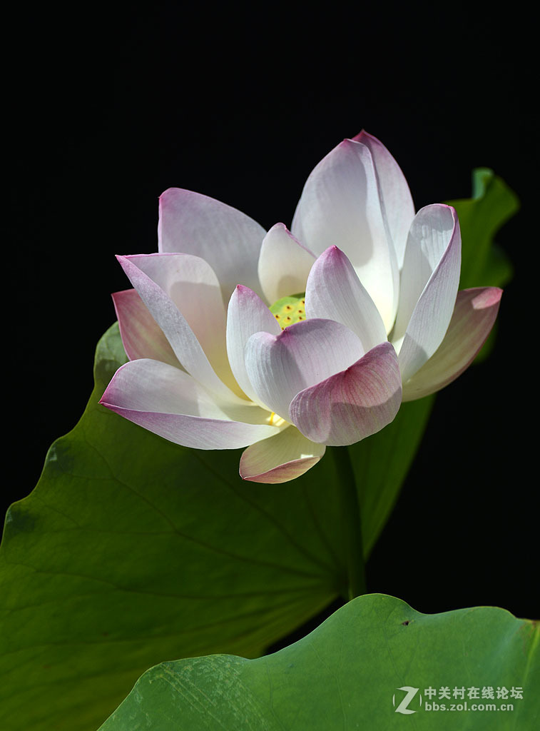最爱荷花