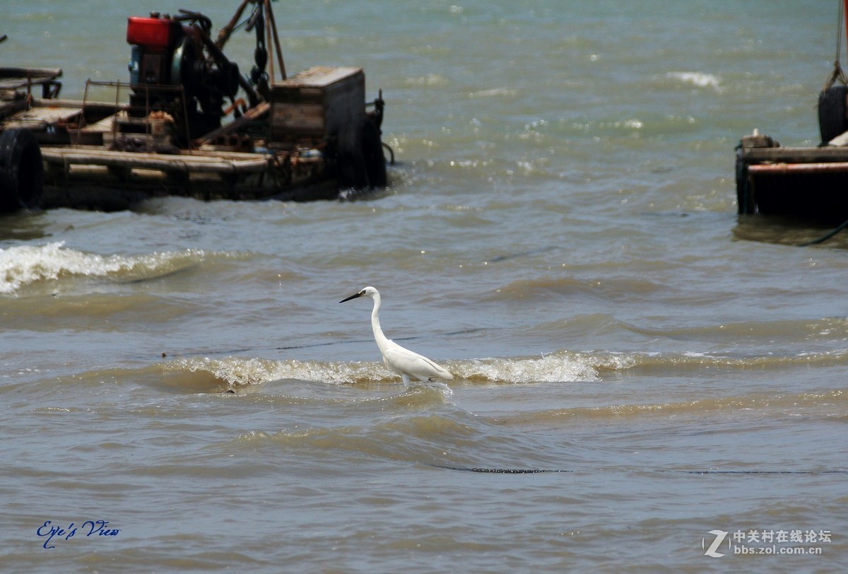 海中的白鹭
