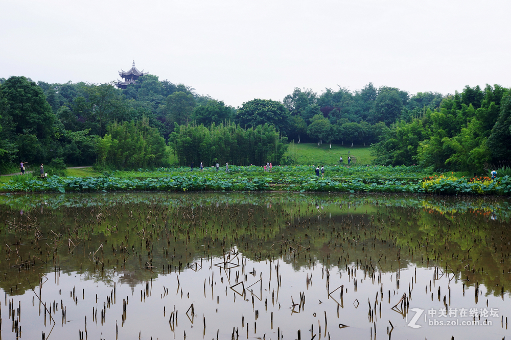 端午大学城拍菏