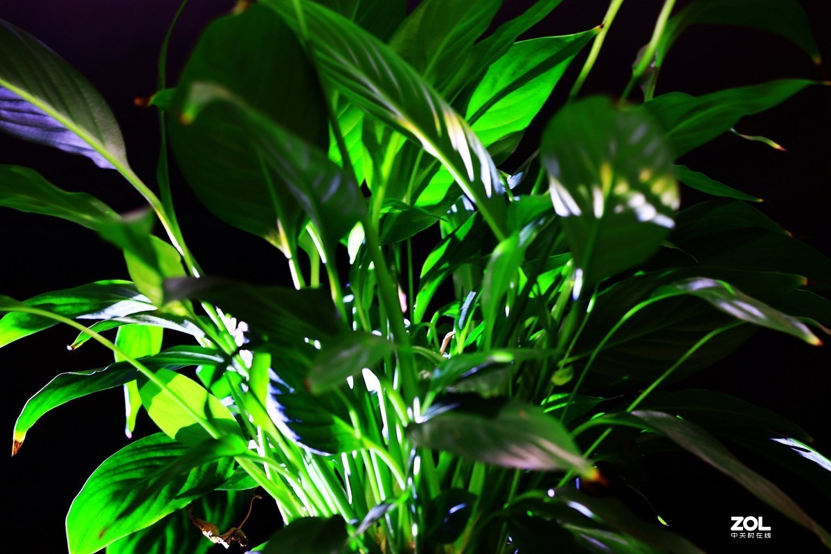 练习，在家中拍绿色的叶子