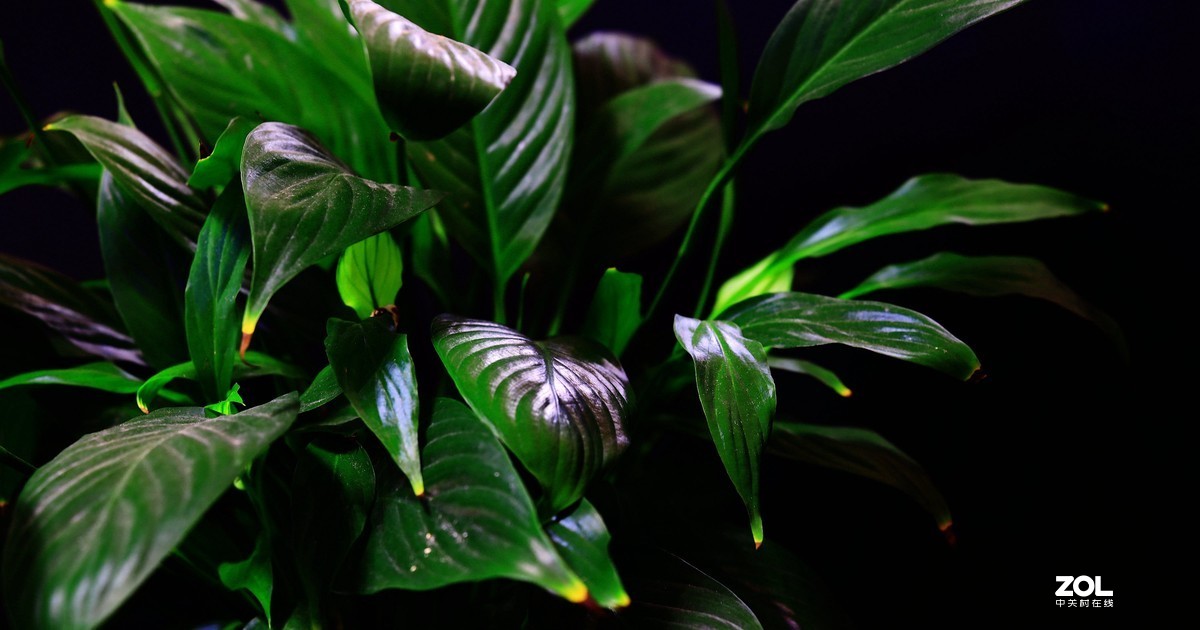 练习，在家中拍绿色的叶子