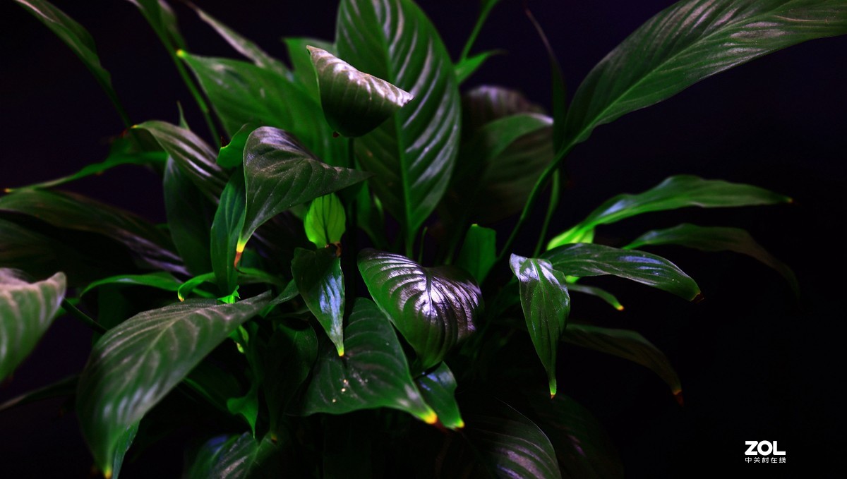 练习，在家中拍绿色的叶子