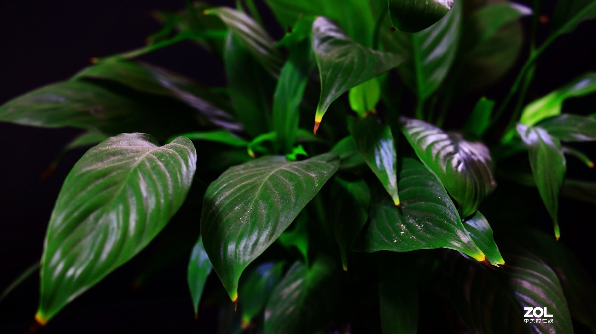 练习，在家中拍绿色的叶子