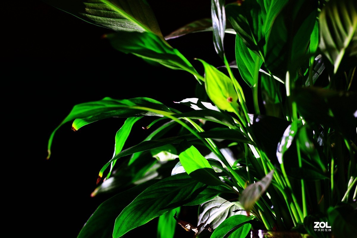 练习，在家中拍绿色的叶子