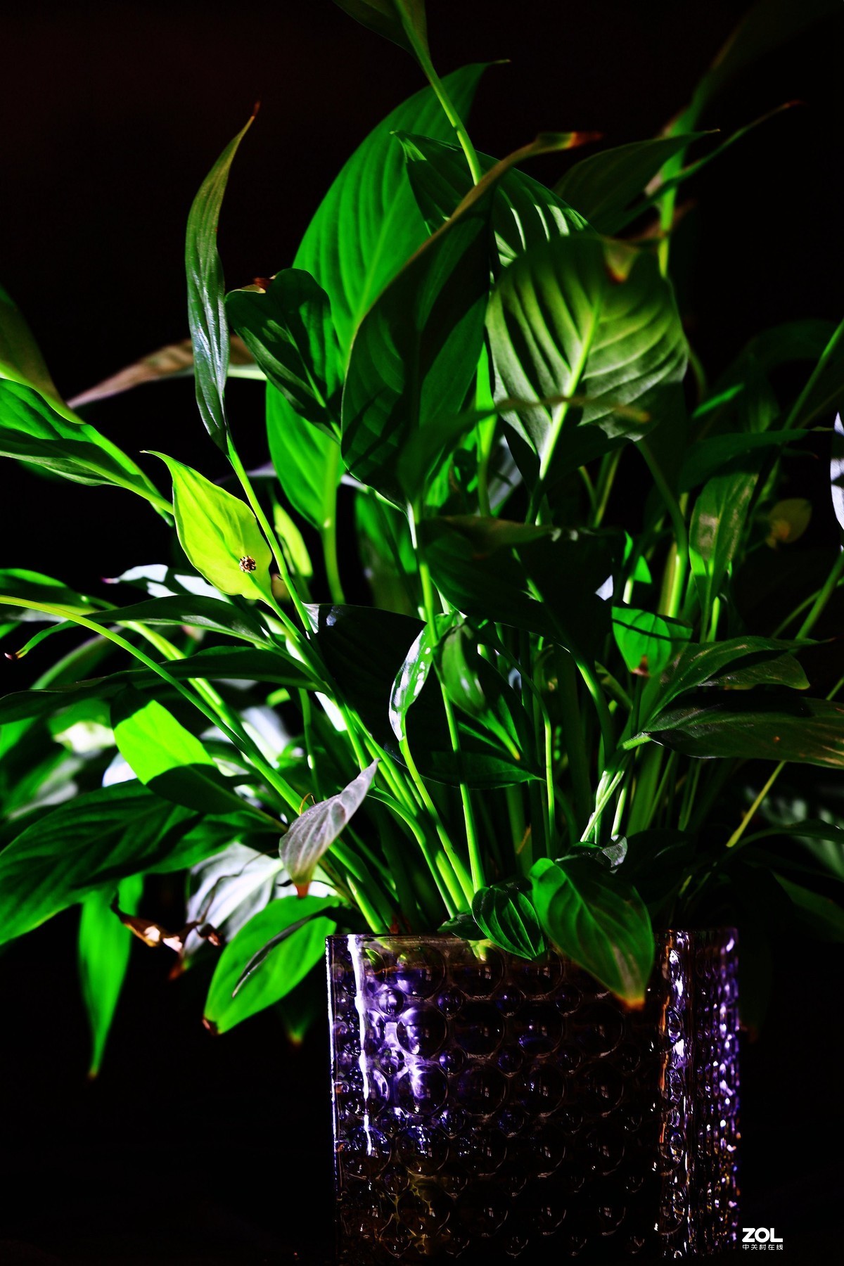 练习，在家中拍绿色的叶子