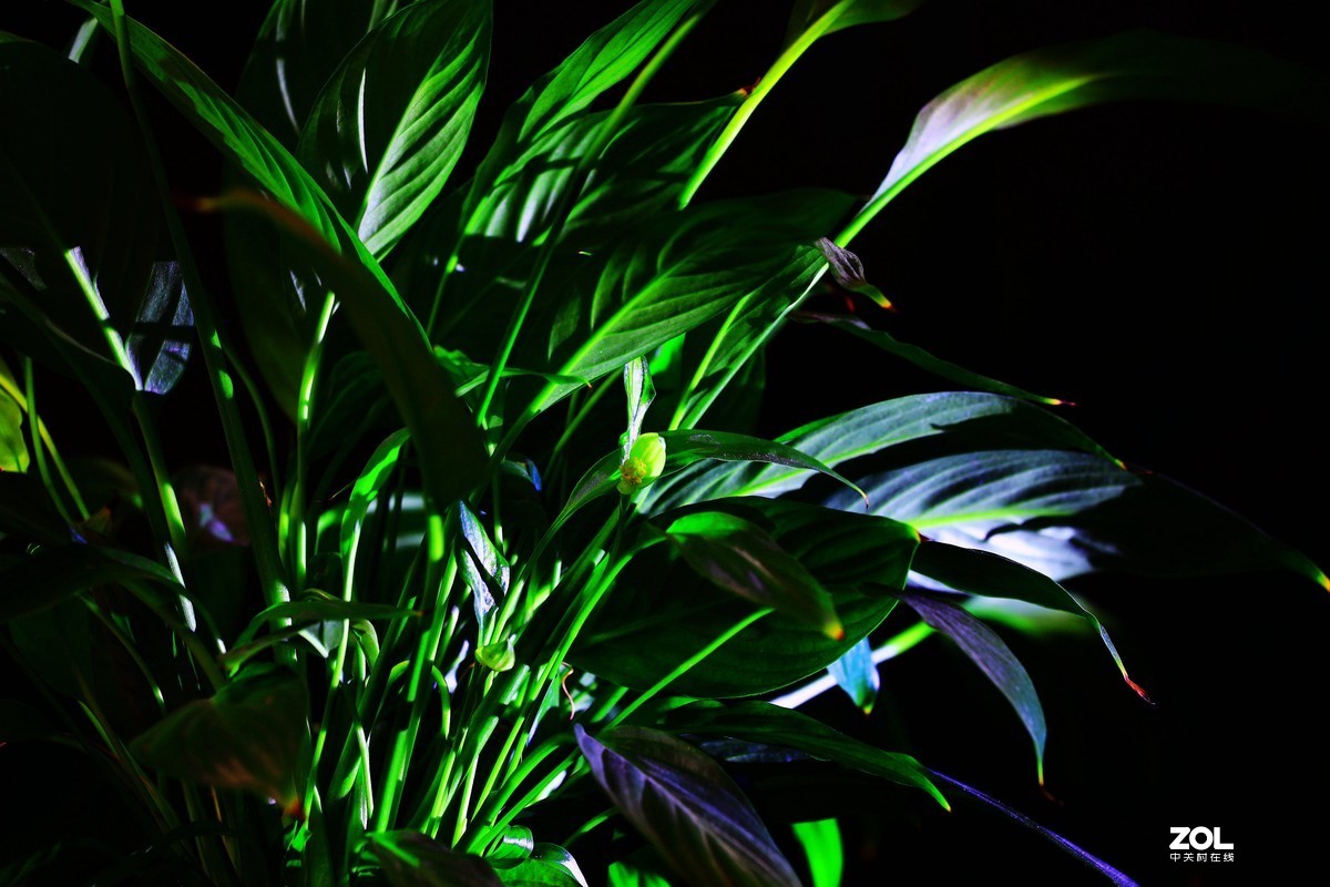 练习，在家中拍绿色的叶子