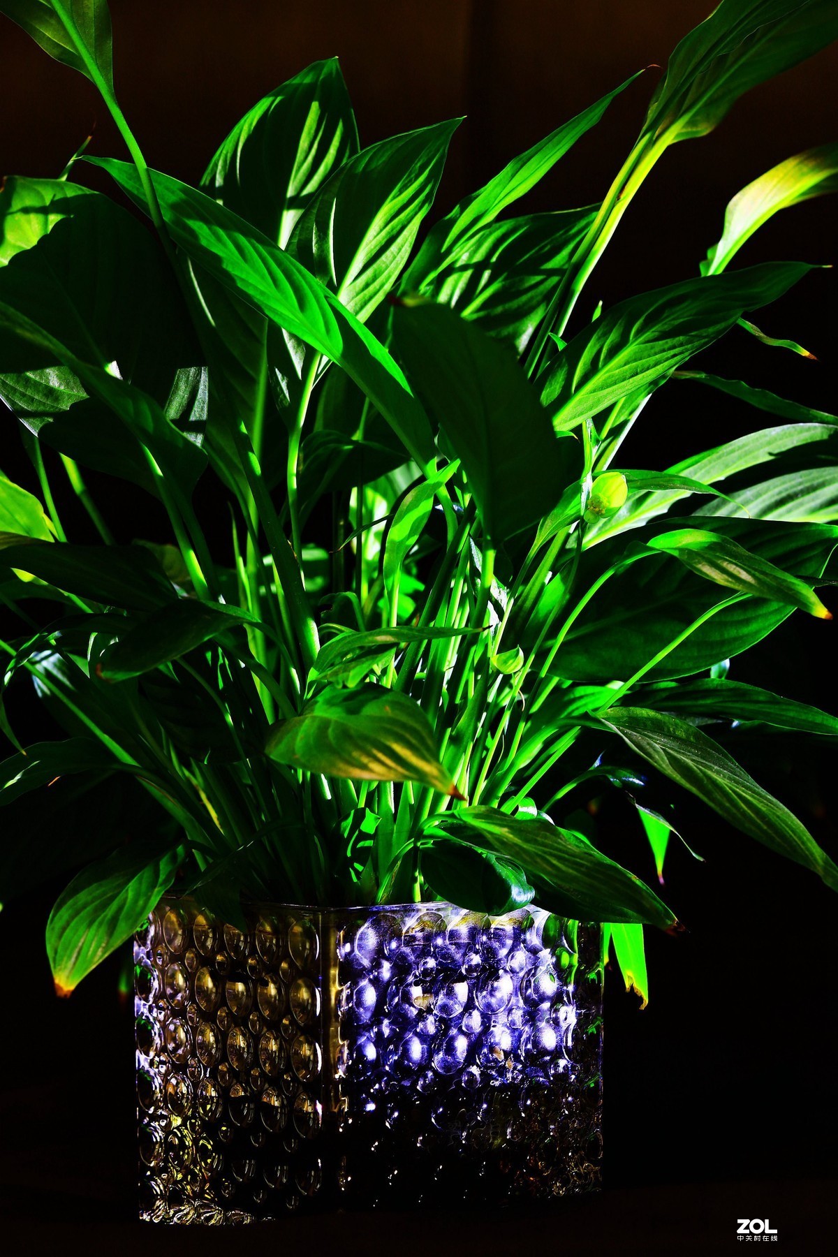 练习，在家中拍绿色的叶子