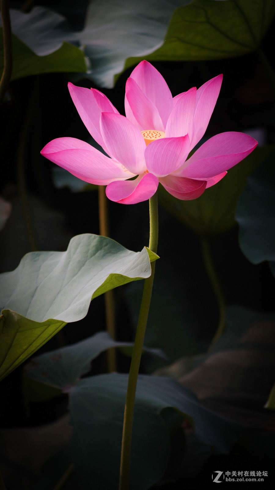 今天拍的荷花 135MM F3.5