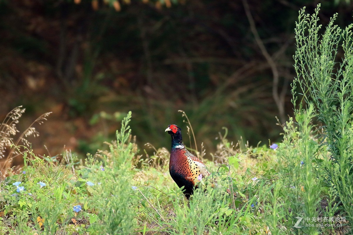 青草地觅食的七彩山鸡